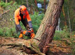  Ridge Wood Heights, FL Tree Removal and Landscaping Services Pros